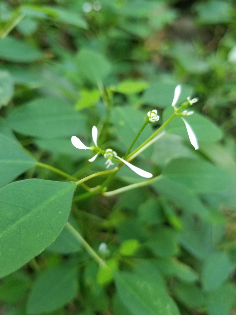 Grassleaf Spurge From Lobamba Eswatini On July 11 2022 At 0312 Pm By