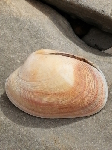 Pullet Carpet Shell