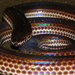 Reptiles - Photo (c) Feriyanto, todos los derechos reservados, uploaded by Feriyanto