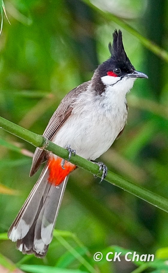 Red-whiskered bulbul - Wikipedia