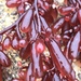 Red Sea Grapes - Photo (c) sputt62, all rights reserved