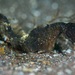 Japanese Seahorse - Photo (c) Richard Smith, all rights reserved, uploaded by Richard Smith