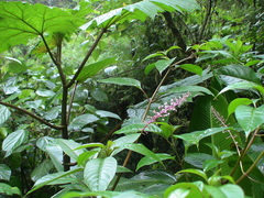 Phytolacca rivinoides image