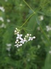 Common Marsh-Bedstraw - Photo (c) anthony brooks, all rights reserved, uploaded by anthony brooks