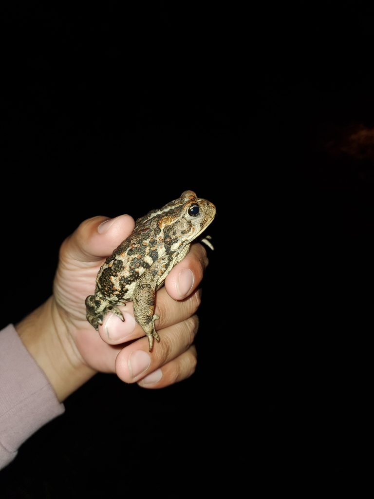 Tree Toad Bc Western Toad from Skeena-Queen Charlotte, CA-BC, CA on July 04, 2022 at ...