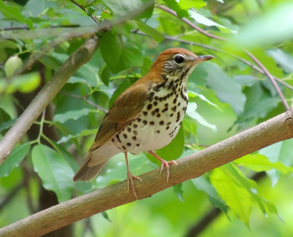 Wood Thrush from Arlington Forest, Arlington, VA, USA on April 27, 2017 at 1237 PM by drhowell