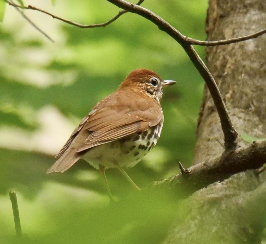 Wood Thrush from Arlington Forest, Arlington, VA, USA on May 5, 2020 at 1141 AM by drhowell