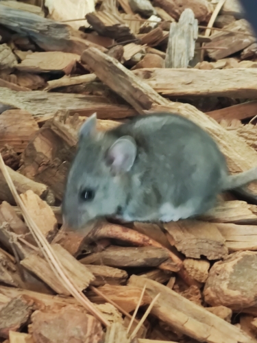 iNaturalist observation photo of North American Mice and Rats