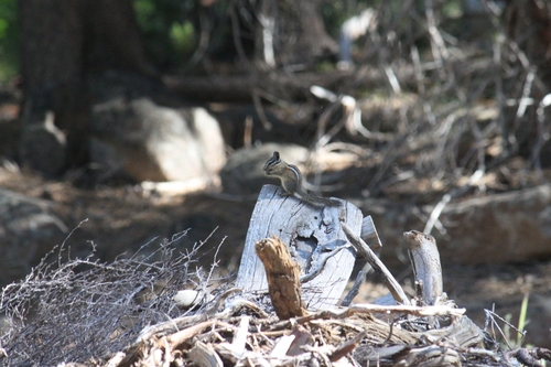 iNaturalist observation photo of Western Chipmunks