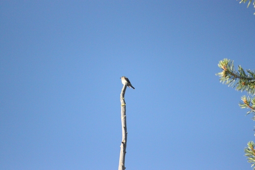 iNaturalist observation photo of Dusky Flycatcher