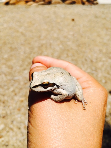 iNaturalist observation photo of Pacific chorus frog