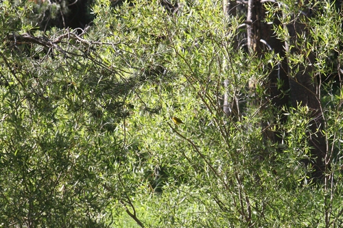 iNaturalist observation photo of Wilson's Warbler