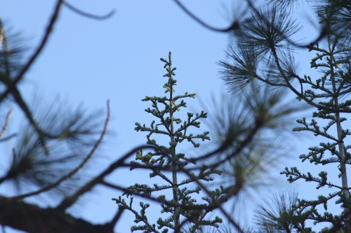 iNaturalist observation photo of Mountain Chickadee