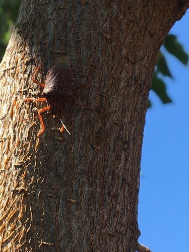 Apodiphus integriceps