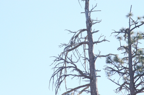 iNaturalist observation photo of Clark's Nutcracker