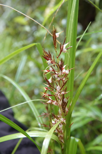 Carex chlorosaccus
