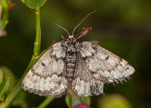 Black Mountain Moth