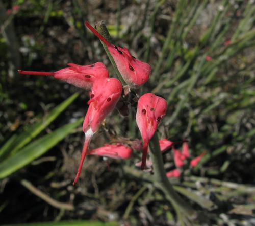 Euphorbia personata