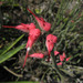 Euphorbia personata - Photo (c) Alfredo Dorantes Euan, all rights reserved, uploaded by Alfredo Dorantes Euan