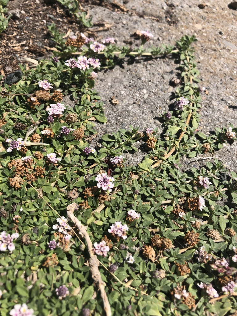 turkey tangle frogfruit from VirginiaMcgee Totland, Berkeley, CA, US