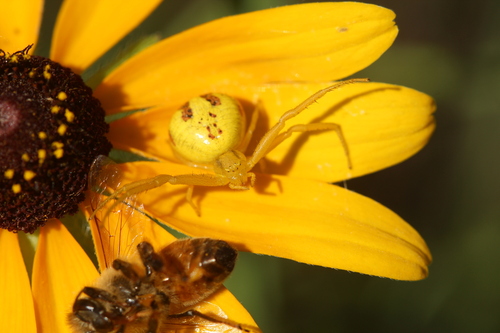 Swift Crab Spider