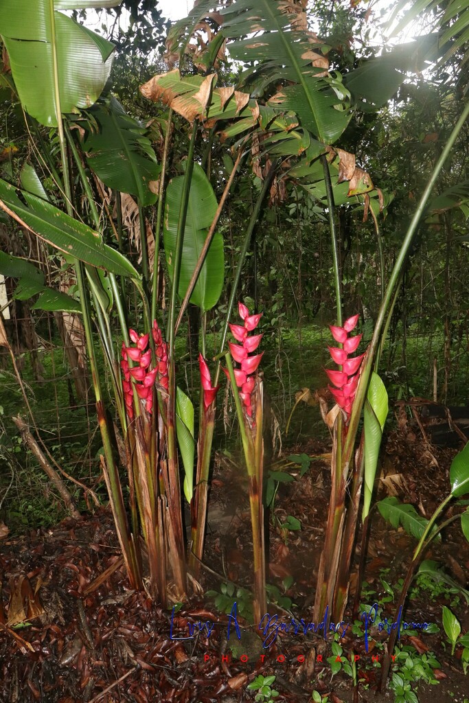 Heliconia bourgaeana from Cielo Abierto café , Coatepec, Ver., México