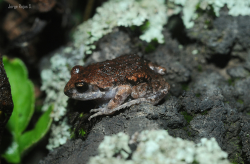 Great Peeping Frog