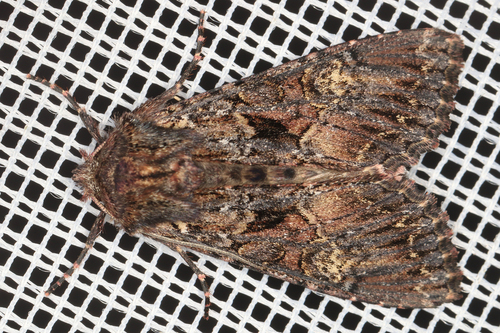 Dark Brocade