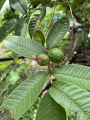 Psidium guajava image