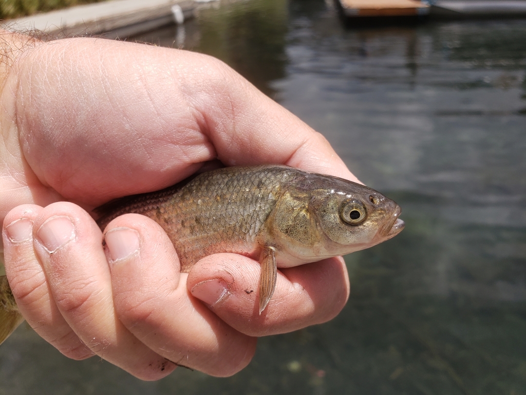 Tui Chub in July 2022 by Bill Hubick · iNaturalist