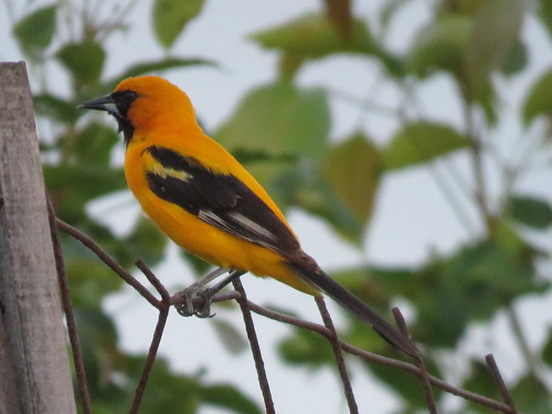 Orange Oriole