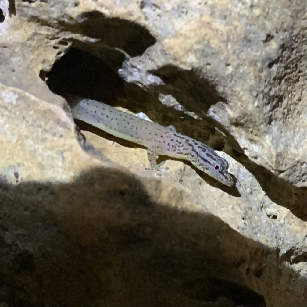 Lesser Gecko Utila Lesser Gecko in July 2022 by Jeffrey Simeon · iNaturalist