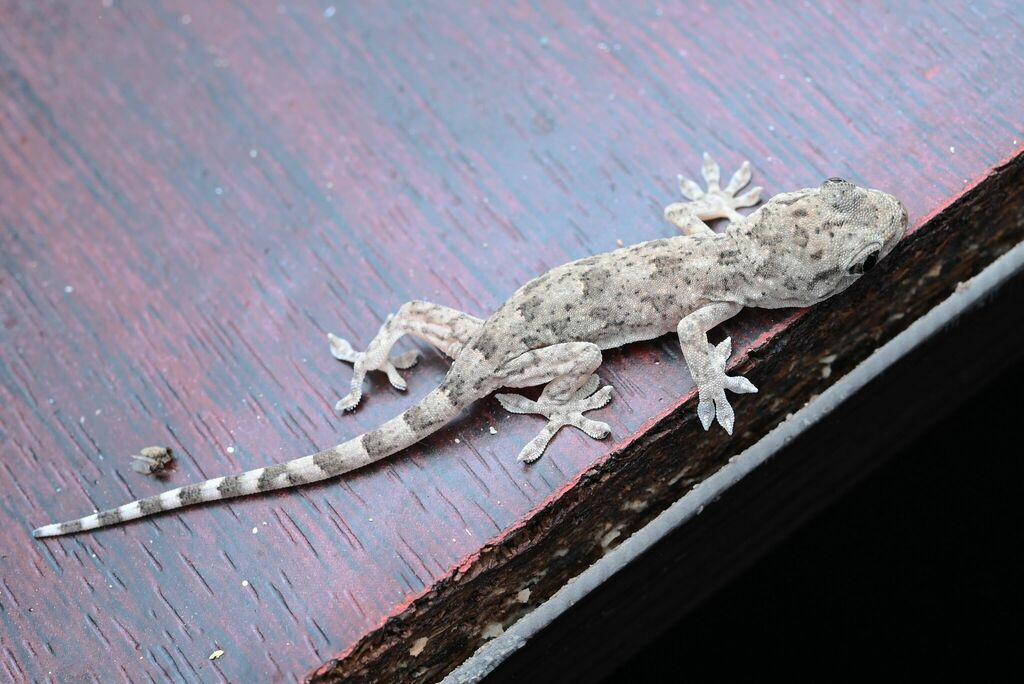 Peking Gecko in July 2022 by jiangyou · iNaturalist