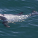 Δελφίνι Της Νέας Ζηλανδίας - Photo (c) tonyernst, όλα τα δικαιώματα διατηρούνται