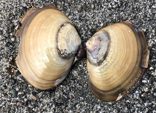 Purple Mahogany Clam