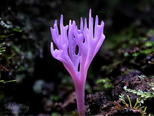 lilac coral fungus