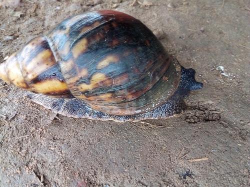 Giant West African Snail
