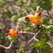 Baja California Currant - Photo (c) GERALD GREEN, all rights reserved, uploaded by GERALD GREEN