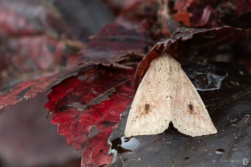Mythimna godavariensis · iNaturalist