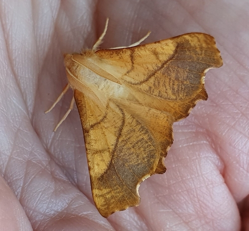 Dusky Thorn