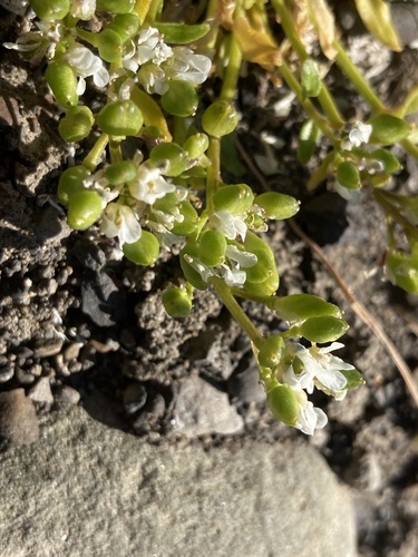 greenland cochlearia