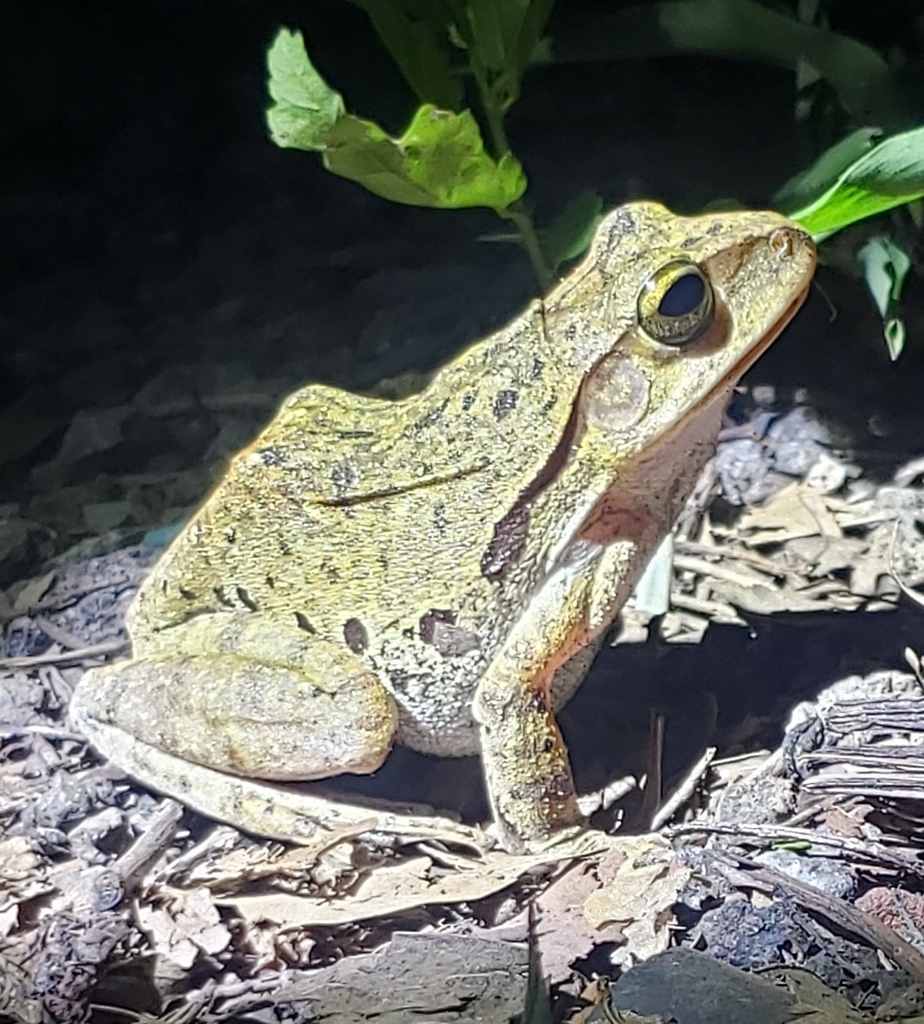 Brown Tree Frog from GW6J+39W, Udom Sap, Wang Nam Khiao District ...