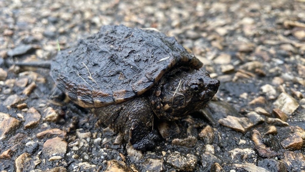 Common Snapping Turtle from Rolling Hills Ct, Lake in the Hills, IL, US ...