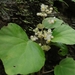 Begonia alicida - Photo (c) Kerkwit Poompayak, all rights reserved, uploaded by Kerkwit Poompayak