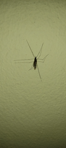 Atypophthalmus umbratus