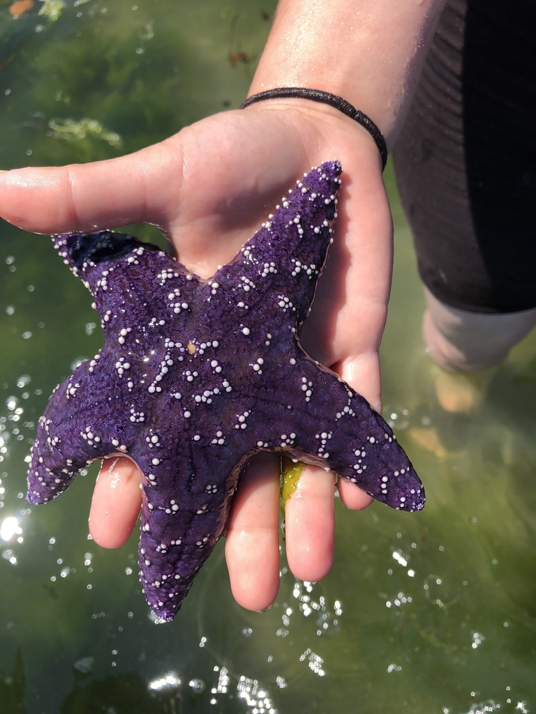 Pisaster giganteus - Wikipedia