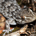 Moorish Gecko - Photo (c) Flight69, all rights reserved, uploaded by Flight69