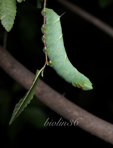 Callambulyx tatarinovii
