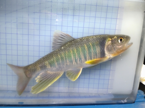 Opsariichthys pachycephalus Günther, 1868