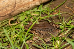 Leptodactylus bolivianus image